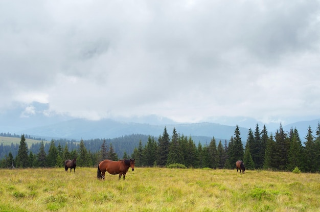 Cavalos no pasto nas montanhas