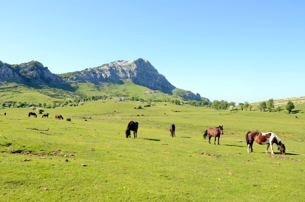 Cavalos no prado Arraba no Parque Natural Gorbeia, País Basco. Ao fundo você pode ver o Monte Lekanda