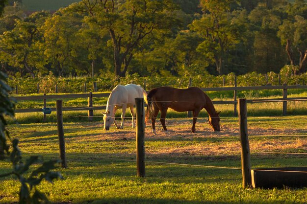 Foto cavalos no prado da fazenda pastando na paisagem rural do pôr do sol imagem do conceito de fazenda