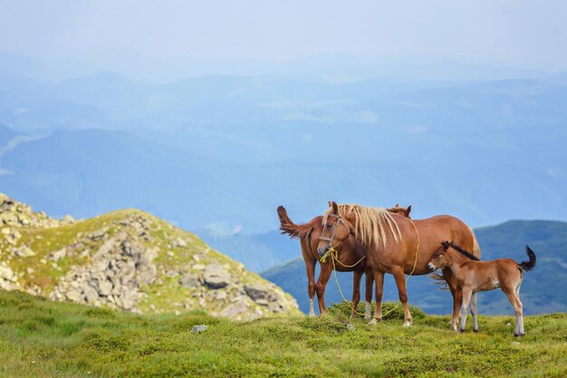 Cavalos no sopé verde