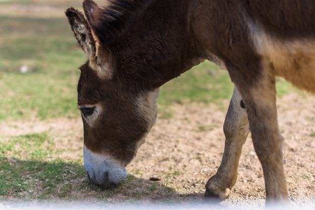 Cavalos no zoológico