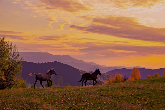 Foto cavalos num campo