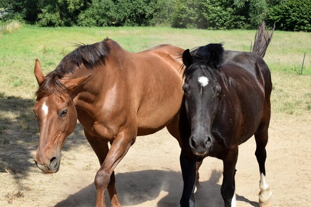 Foto cavalos num campo .