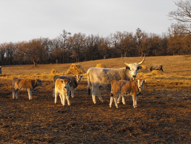 Cavalos num campo