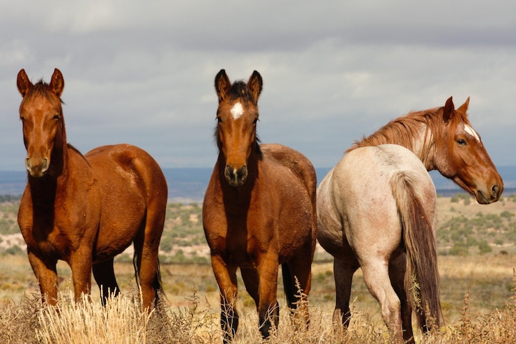 Foto cavalos num campo