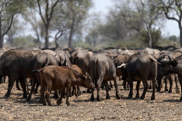 Foto cavalos num campo