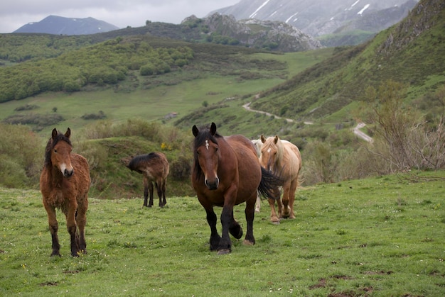 Foto cavalos num campo