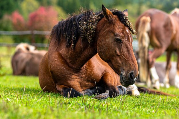 Cavalos num campo