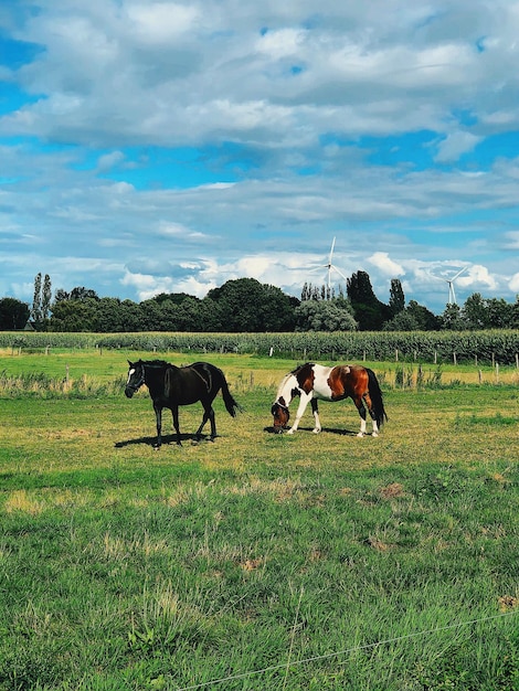 Foto cavalos num campo