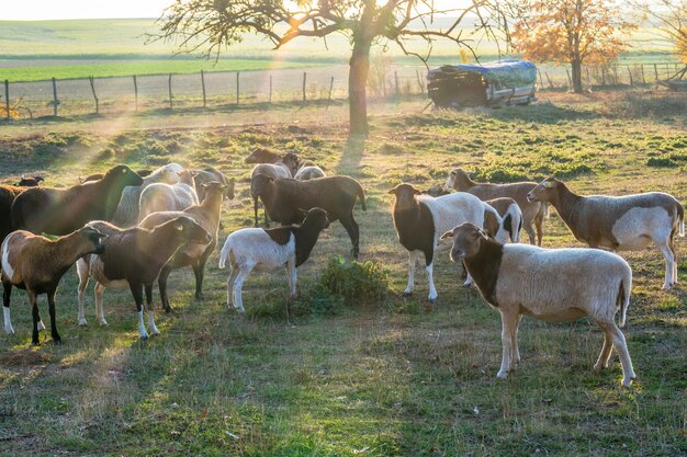 Foto cavalos num campo