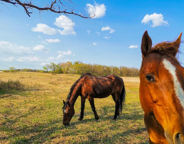 Cavalos num campo