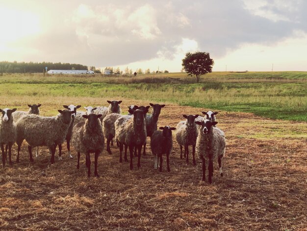 Foto cavalos num campo .