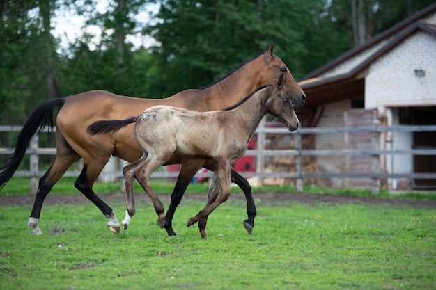 Foto cavalos num campo