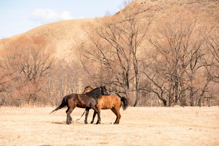 Foto cavalos num campo