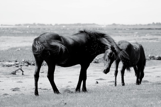 Cavalos num campo