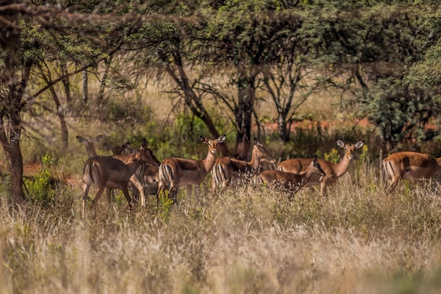 Foto cavalos num campo