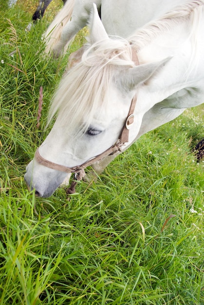 Foto cavalos num pasto