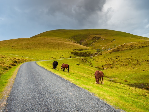 Cavalos pastam ao lado de uma estrada solitária na montanha que sobe entre pastos verdes