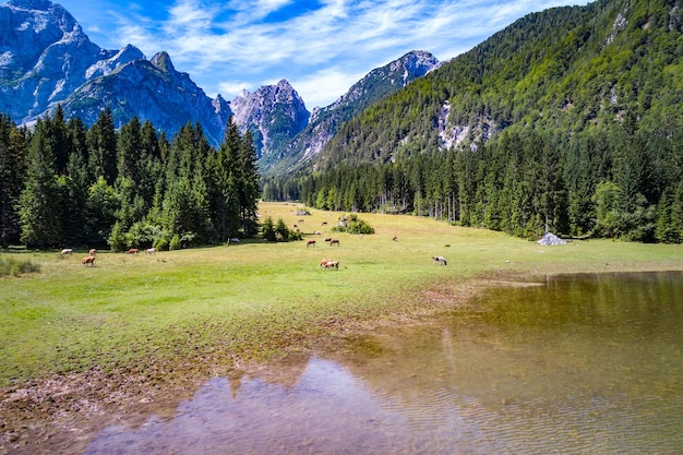 Cavalos pastam em campo verde. lago lago di fusine superiore itália alpes.