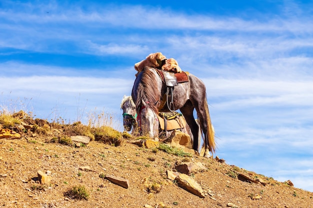 Cavalos pastam em um prado nas montanhas do Cáucaso