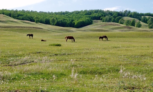 Cavalos pastam nas encostas em um dia ensolarado Bashkortostan Rússia