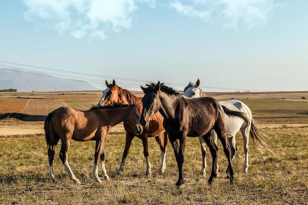 Cavalos pastam no sopé contra o pano de fundo das montanhas