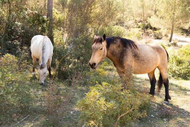 Cavalos pastam sozinhos na natureza Animais à solta