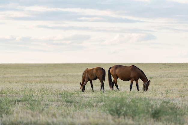 Cavalos pastando em um belo campo