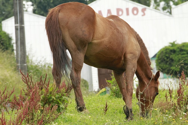 Cavalos pastando em um campo em Castro na ilha de Chiloé Chile