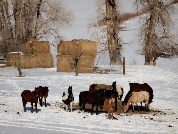 Cavalos pastando em um dia de inverno.