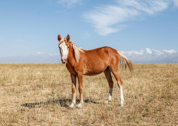 Cavalos pastando em um pasto no outono em um prado o conceito de criação de gado com espaço para texto