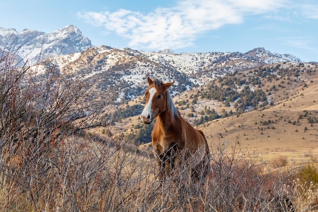 Cavalos pastando em uma área montanhosa contra o pano de fundo de montanhas cobertas de neve no Cazaquistão