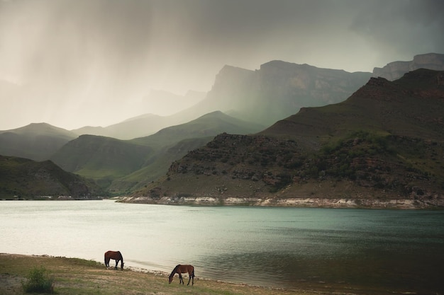 Cavalos pastando na margem do lago de montanha na noite chuvosa