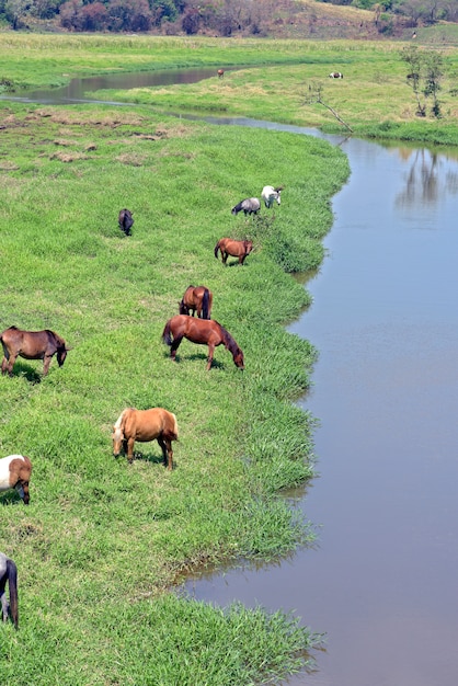 Cavalos pastando nas margens do rio azul