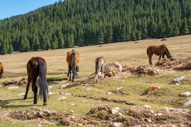 Cavalos pastando nas montanhas de tien shan quirguistão