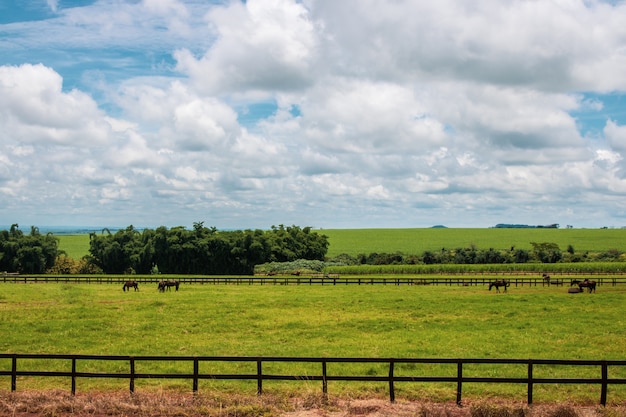 Cavalos pastando no campo da fazenda