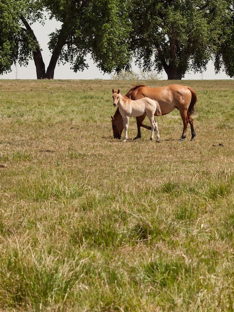 Face do cavalo imagem de stock. Imagem de fazenda, animal - 7335957