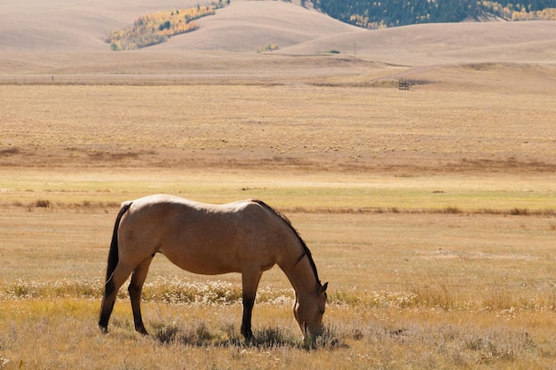 Cavalos pastando no campo.