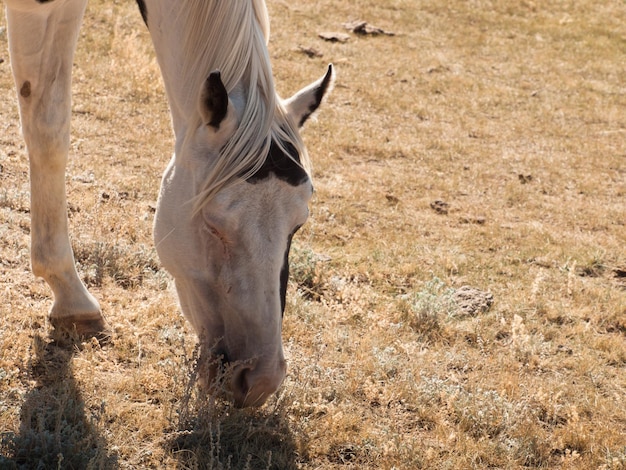 Cavalos pastando no campo.