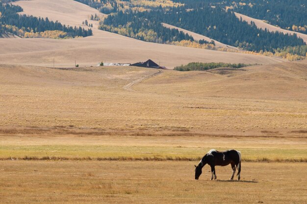 Cavalos pastando no campo.