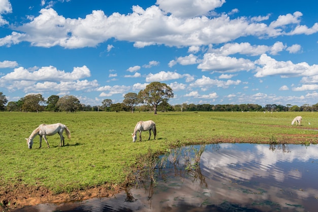 Cavalos pastando no pantanal mato-grossense Pocone Mato Grosso Brasil