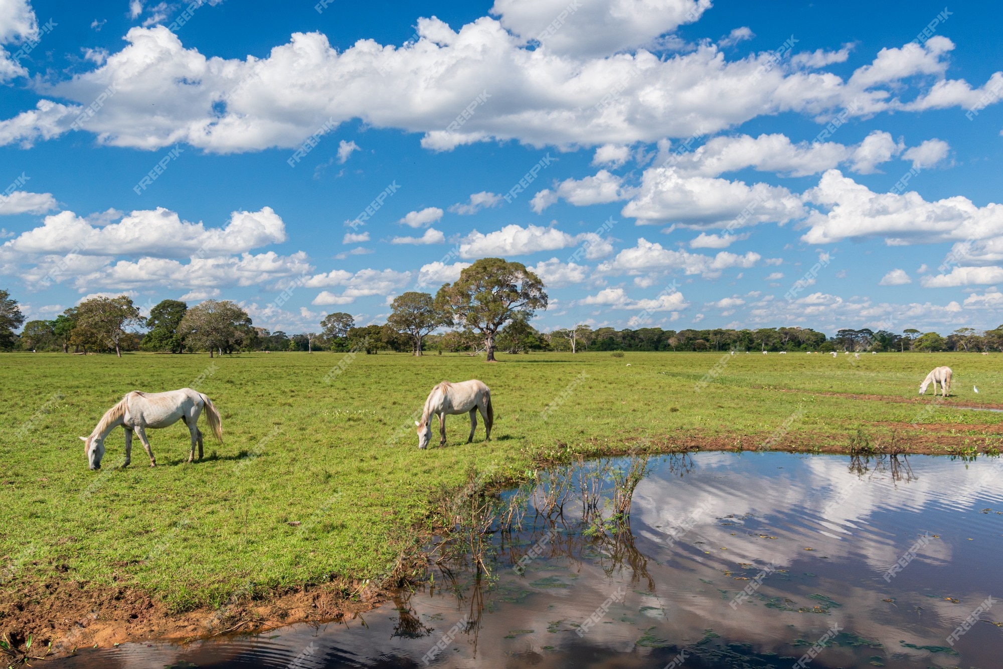 A cavalo, no Pantanal