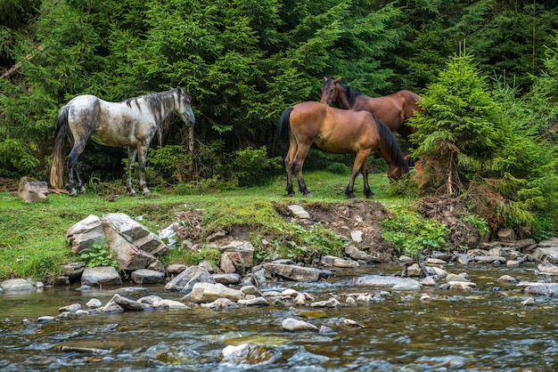 Cavalos pastando perto de um rio de montanha na ucrânia