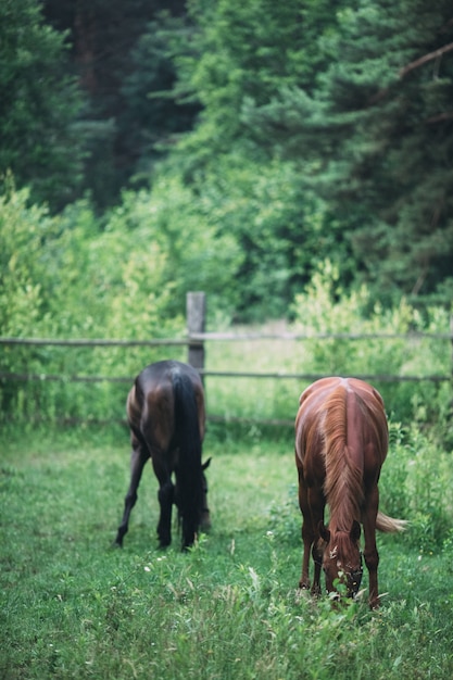 Cavalos pastando