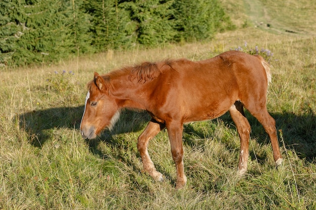 Cavalos pastavam em uma montanha pastando contra montanhas. Verão