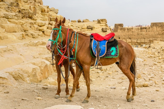 Cavalos perto das grandes pirâmides em giza egito