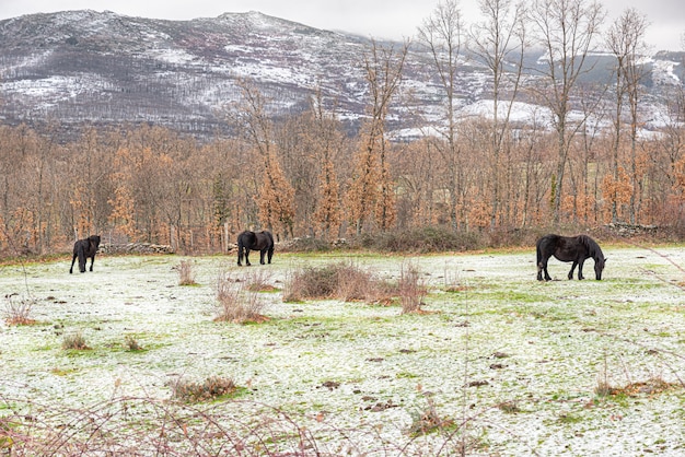 Cavalos pretos pastando livremente em um prado de inverno com fundo de montanhas nevadas