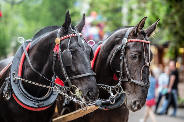 Cavalos puxando carruagens para turistas aguardam outro cliente em uma rua no verão.