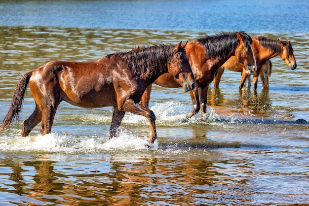 Cavalos selvagens andando no rio Arizona