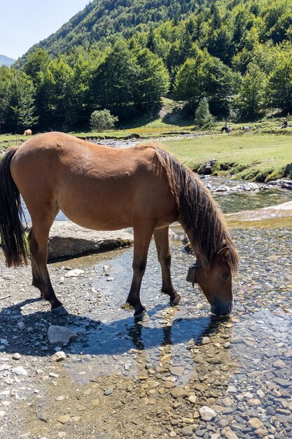 Cavalos selvagens bebem do rio na montanha.